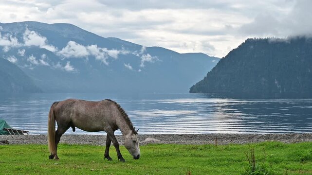A horse grazes on the shore of a high mountain lake
