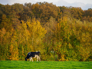 Herbststimmung im westlichen Münsterland