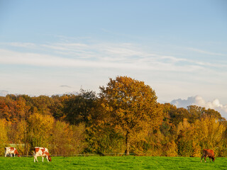 Herbststimmung im westlichen Münsterland
