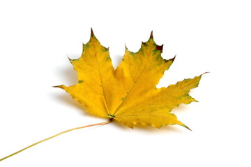 There is a yellow maple leaf on a white background.