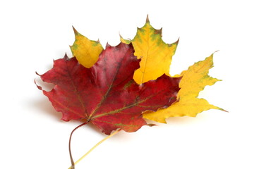 A yellow and red maple leaf lies on a white background.
