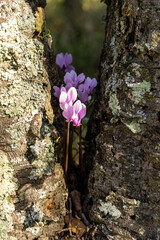 Pink cyclamen plant blooming among the branches of a cork oak (Quercus suber), Pineto Park, Rome, Italy