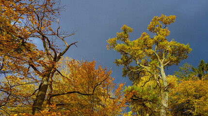 Wunderschöne Herbststimmung im Wald mit Blick zum dunklen Himmel