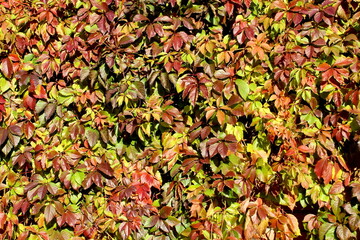 Texture of autumn wild grapes growing on the wall.