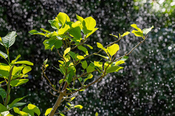 podlewanie ogrodu podczas upalnego lata