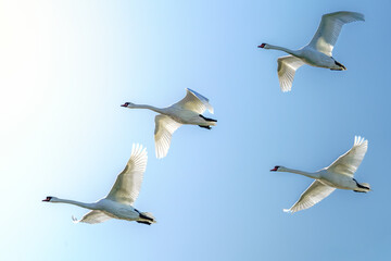lecące łabędzie na tle błękitnego nieba © Henryk Niestrój