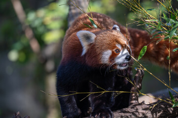 Fototapeta premium Sun-kissed Red Panda: A Vibrant Portrait on a Branch