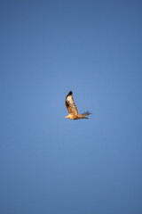 Hawk