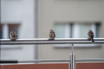 trzy wróble siedzące na balustradzie balkonu © Henryk Niestrój