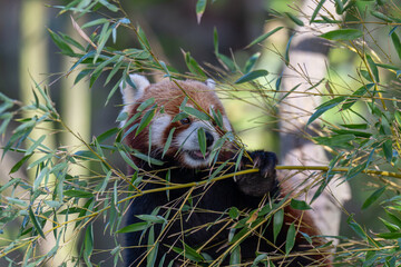 Sun-kissed Red Panda: A Vibrant Portrait on a Branch