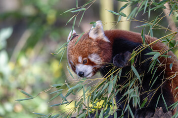 Sun-kissed Red Panda: A Vibrant Portrait on a Branch