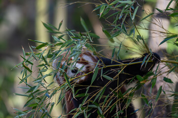 Sun-kissed Red Panda: A Vibrant Portrait on a Branch