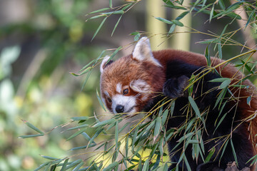 Sun-kissed Red Panda: A Vibrant Portrait on a Branch
