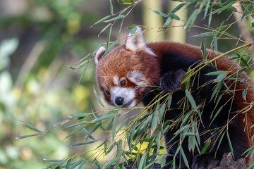 Sun-kissed Red Panda: A Vibrant Portrait on a Branch