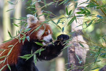 Sun-kissed Red Panda: A Vibrant Portrait on a Branch