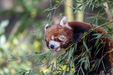 Adorable Red Panda Eating Bamboo with Pink Tongue Visible