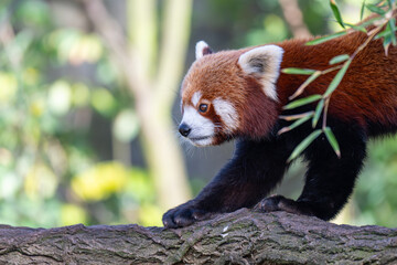 Adorable Red Panda in Profile on a Textured Log