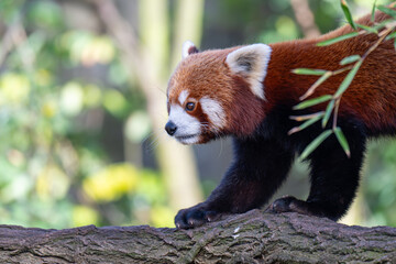 Adorable Red Panda in Profile on a Textured Log