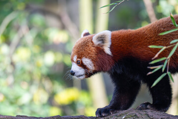 Adorable Red Panda in Profile on a Textured Log