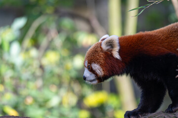 Adorable Red Panda in Profile on a Textured Log