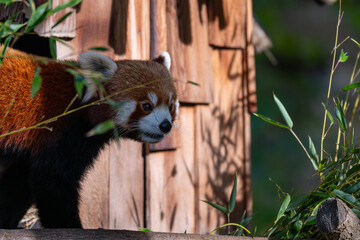 Curious Red Panda in Dappled Sunlight