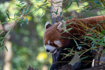 Red Panda in a Tree: A Candid Portrait