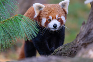 Adorable Red Panda Portrait Looking Directly at Camera