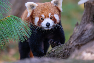 Adorable Red Panda Portrait Looking Directly at Camera
