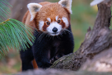 Adorable Red Panda Portrait Looking Directly at Camera