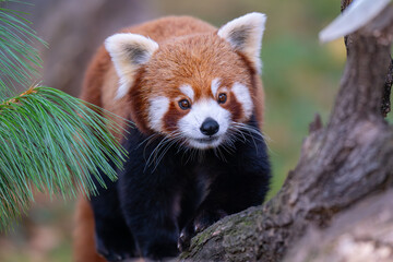 Adorable Red Panda Portrait Looking Directly at Camera