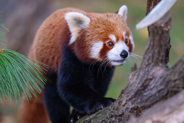 Adorable Red Panda Portrait Looking Directly at Camera