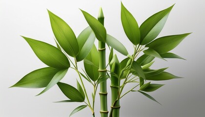 Fototapeta premium realistic 3d rendering of a bamboo shoot growing with green leaves isolated on a white background