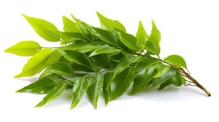 Curry leaves isolated on white background