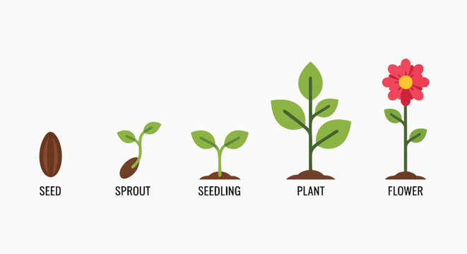 Plant life cycle stages from seed to blooming flower growth development nature botany biology vector illustration flat design