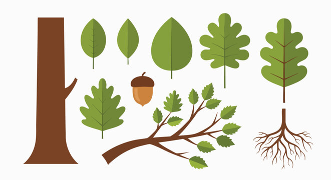 Natural tree forest elements collection flat design vector illustration flat design nature plant leaves roots acorn branch ecology graphic