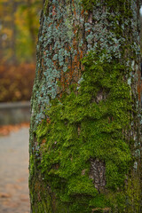 Omszone drzewo © Marcin