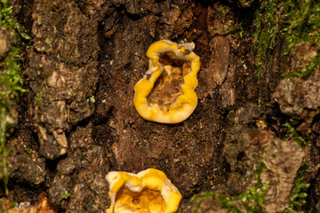 Stérée hirsute (Stereum hirsutum), champignon lignicole aux teintes jaunes et orangées, poussant...