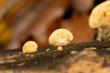 Stérée hirsute (Stereum hirsutum), champignon lignicole aux teintes jaunes et orangées, poussant...