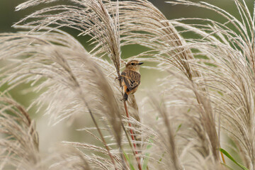 揺れる長い草にとまっているノビタキ