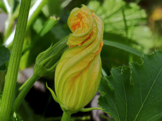 Yellow-green spiral zucchini flower among large green leaves