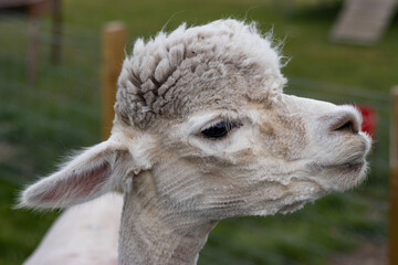 A white alpaca looks into the camera. Animal close-up. Zoo. Family fun.