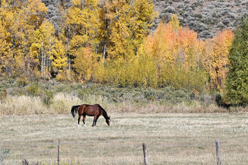 Brown Horse and Fall Colors