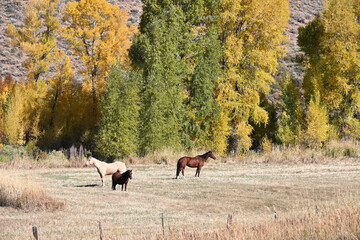 Three Horses and Fall Colors