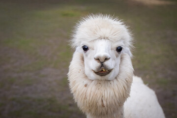 Obraz premium Close-up of a cute, fluffy alpaca (Lama pacos) looking curiously toward the camera lens against a ground background on a cloudy autumn day.
