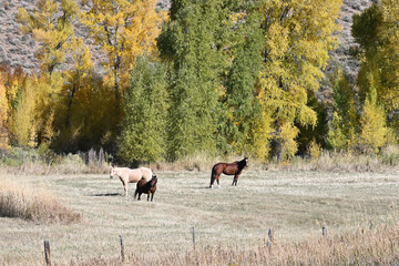 Three Horses and Fall Colors
