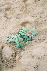 A small green plant is growing in the sand