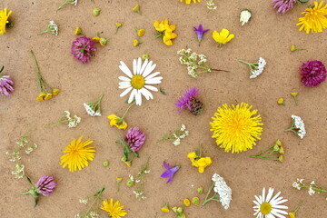 Background of different wildflowers on a brown background.