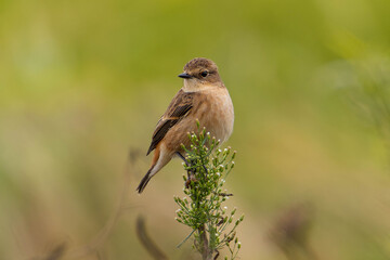 羽虫を探すノビタキ
