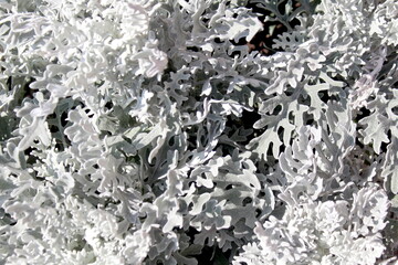 Flowers of Artemisia stellera grow outdoors.
