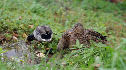 A duck is foraging in green grass. Ideal for illustrating nature themes or wildlife articles